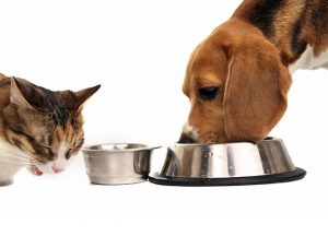 ظرف غذاخوری سگ و گربه